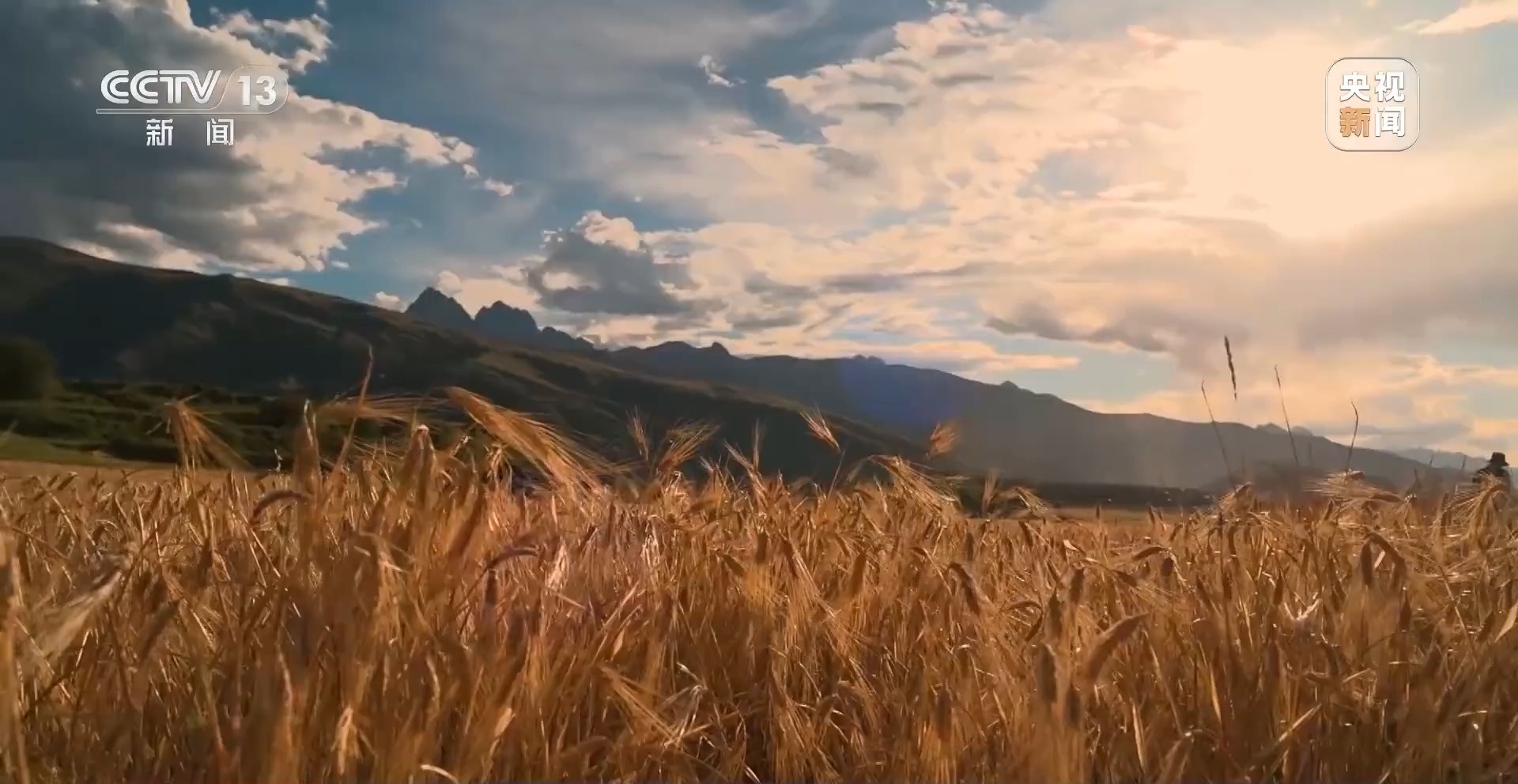 新聞周刊 | 青稞熟，畫卷展 見證豐收喜悅，賦能飼料生產新篇